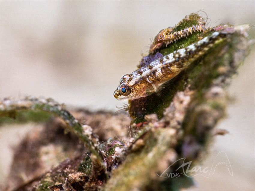 sharp eye by Marc Van Den Broeck 