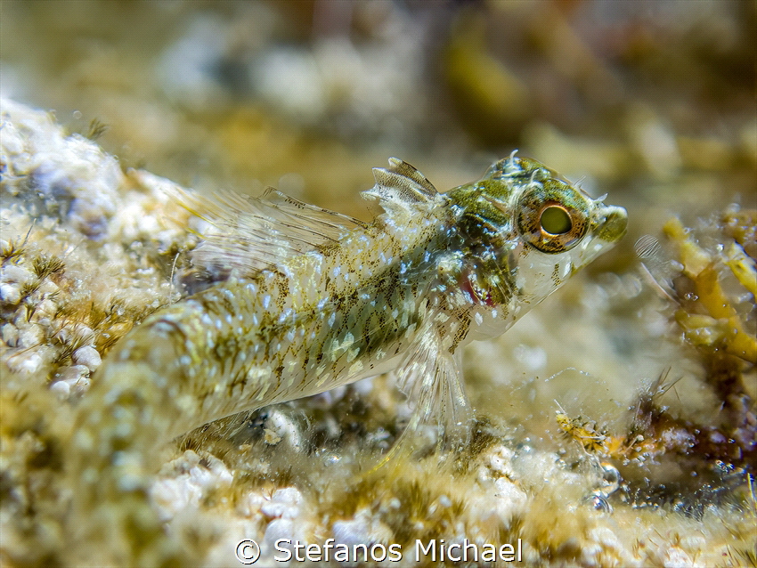 Juvenile Threefin Blenny - Tripterygion melanurus by Stefanos Michael 