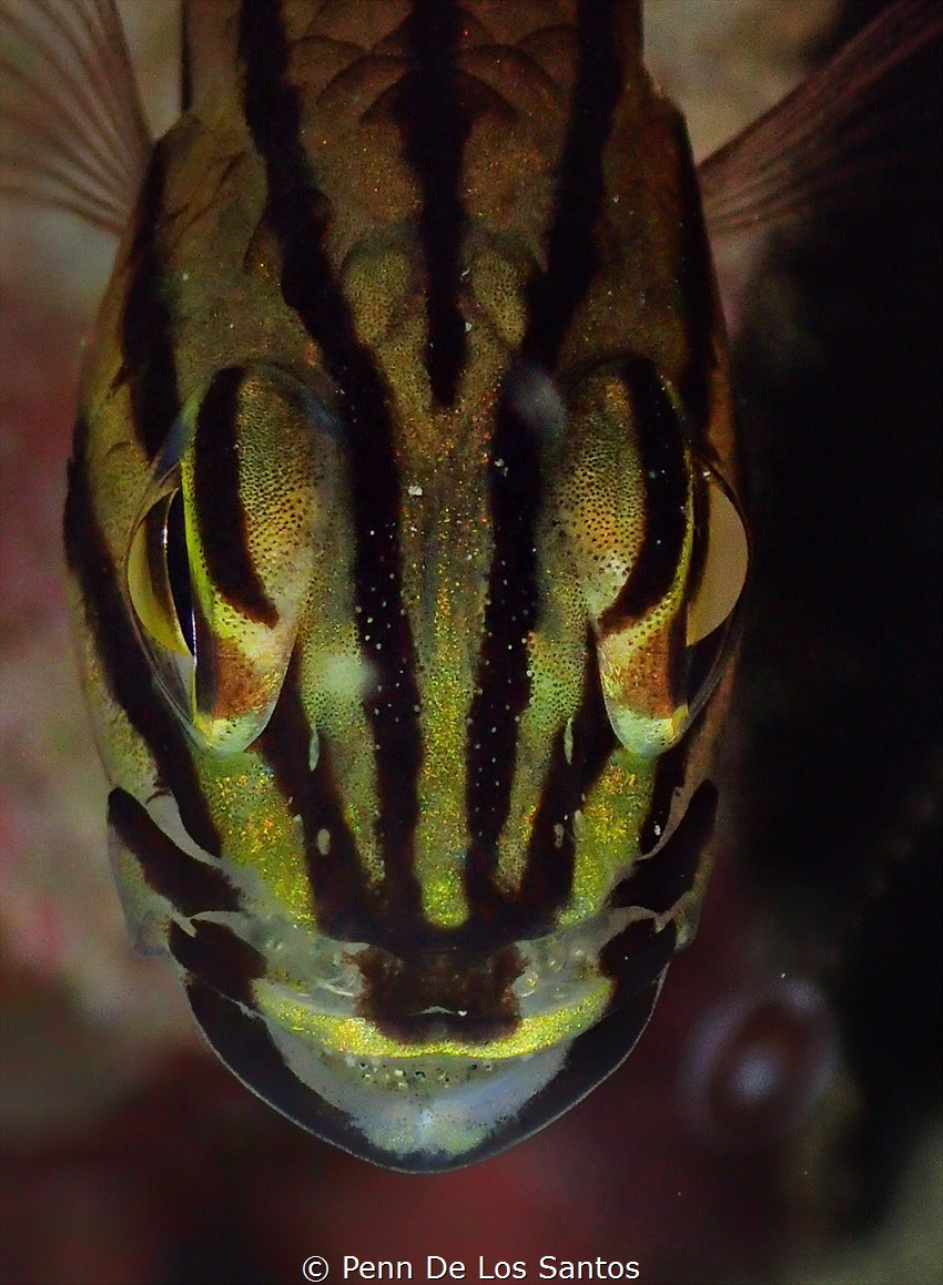 Stripped cardinal fish by Penn De Los Santos 