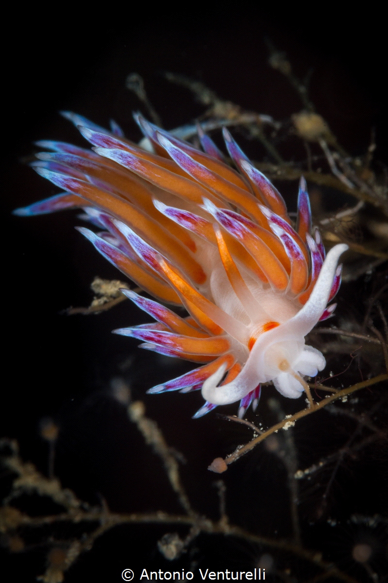 Orange cerata close up of Cratena nudibranch_2022
(Canon... by Antonio Venturelli 