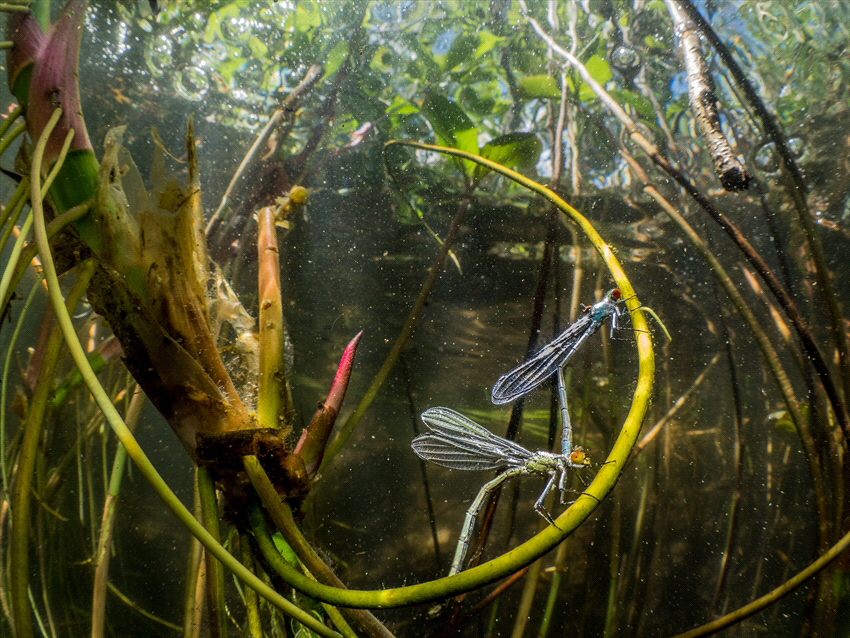 A couple of red eye damselflies is putting eggs under water. by Brenda De Vries 