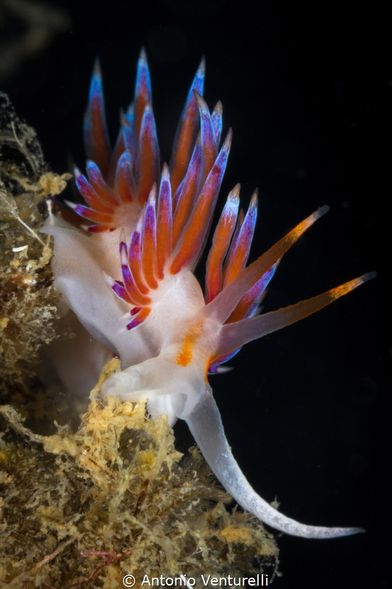 Cratena nudibranch.Its orange sausages with blue tips on ... by Antonio Venturelli 
