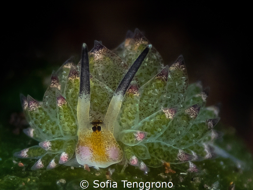 Costasiella kuroshimae by Sofia Tenggrono 