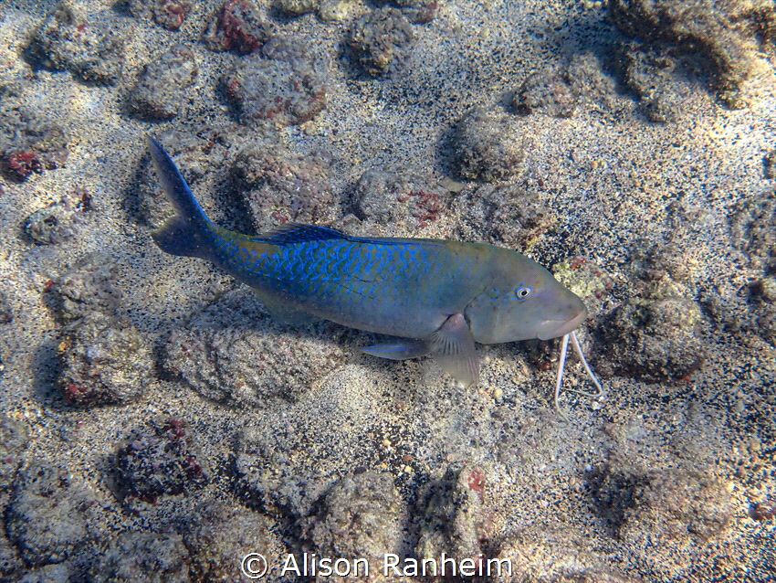 Kahaluu Bay, Big Island, Hawaii by Alison Ranheim 