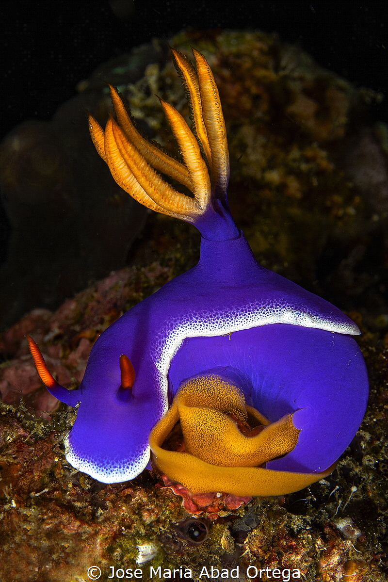 Hypselodoris apolegma with eggs by Jose Maria Abad Ortega 