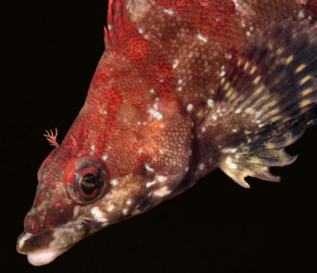 Eye Electric. Painted Greenling. Taken in Monterey, CA, A... by Karen Sanders 