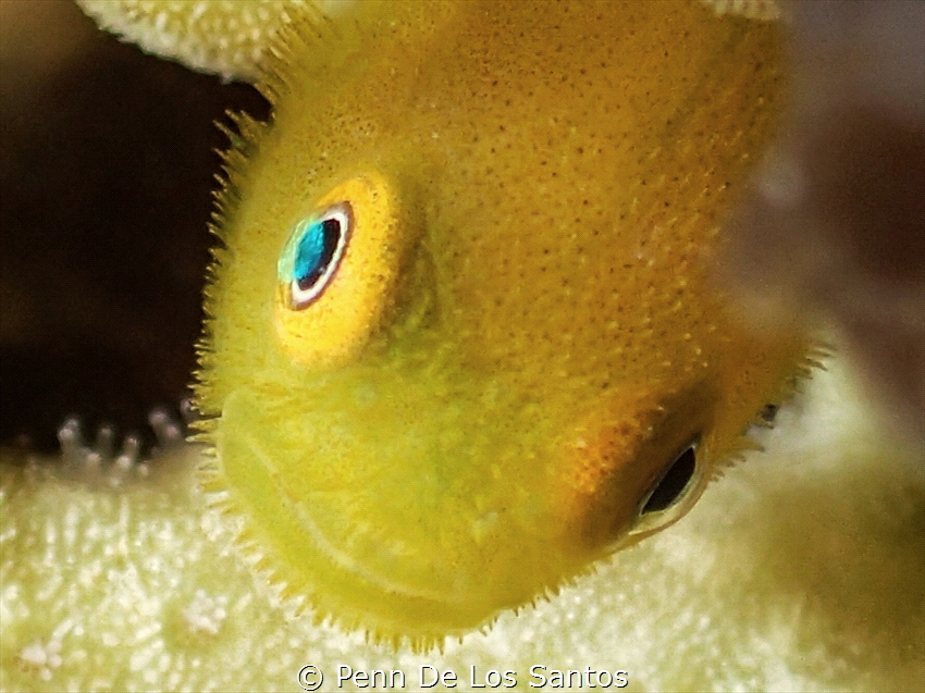 Bearded Goby by Penn De Los Santos 