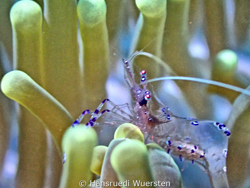 Shrimp with eggs by Hansruedi Wuersten 