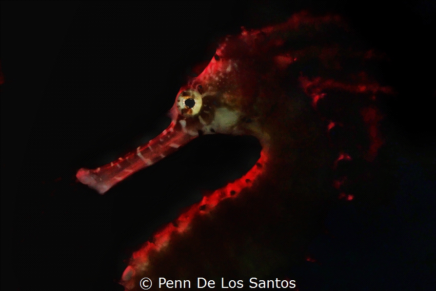 Red Horse by Penn De Los Santos 