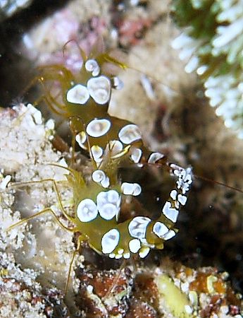 Shrimp taken at MFO pipeline site, Nuweiba with E300. by Nikki Van Veelen 