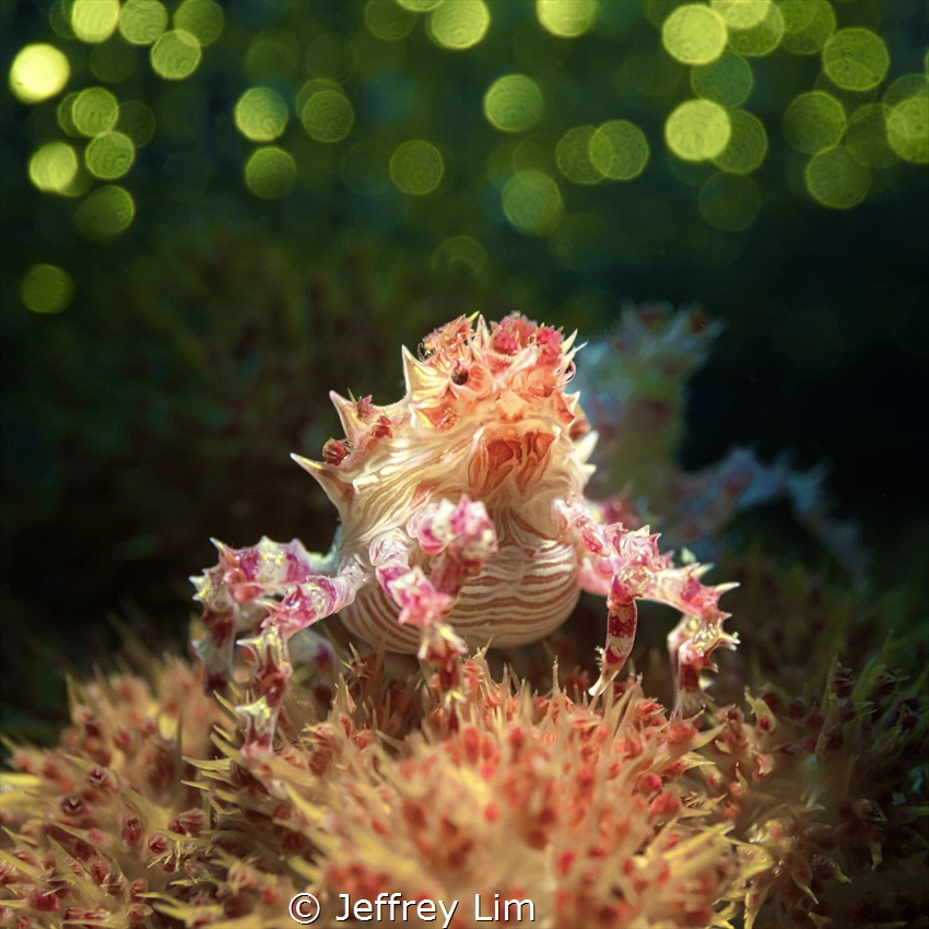 Candy crab bokeh by Jeffrey Lim 