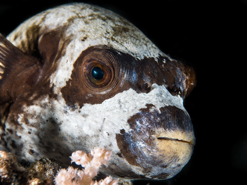 Puffer fish in the red sea. by Brenda De Vries 