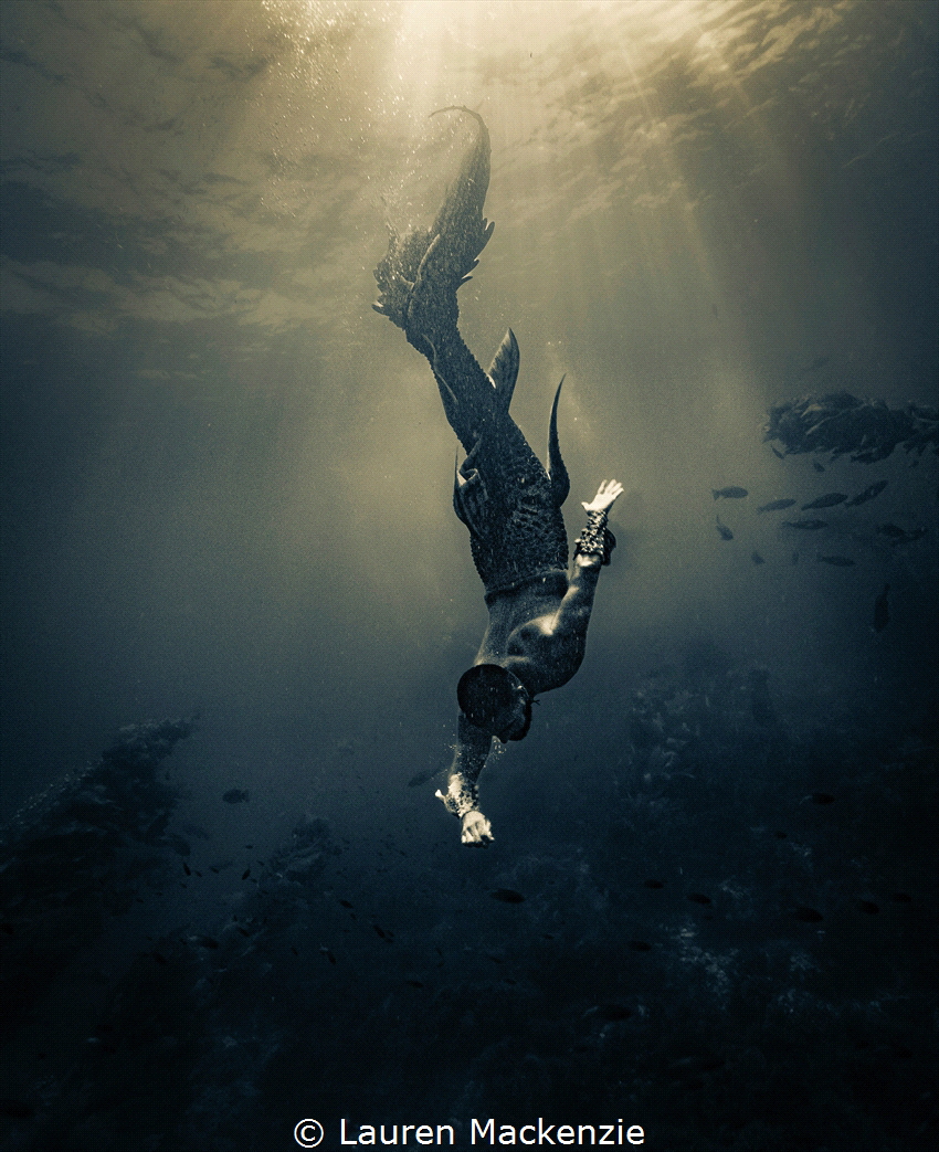 A freediver using a latex tail explores the clear cool wa... by Lauren Mackenzie 