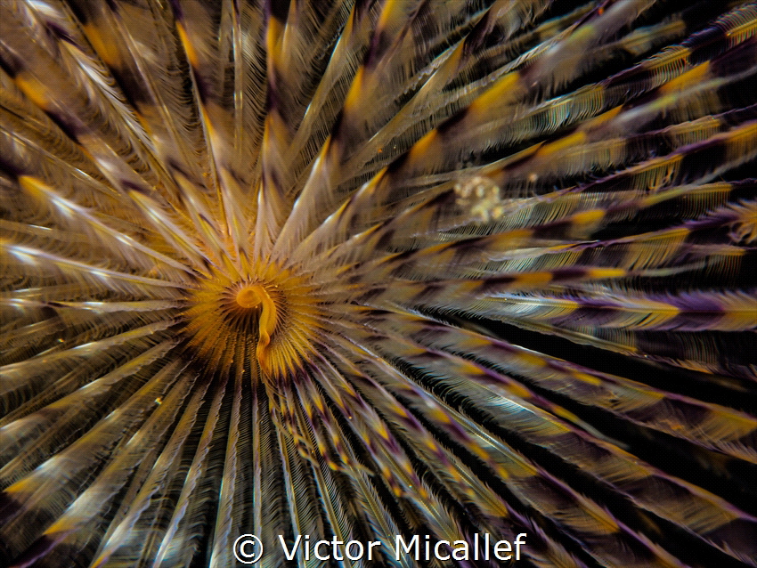 FAN WORM by Victor Micallef 