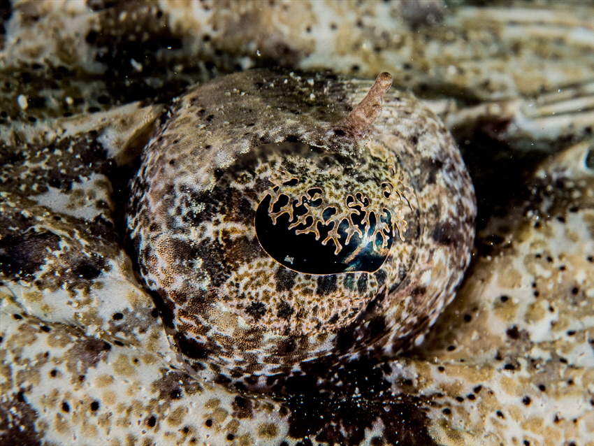 Eye of a crodile fish. The eye has very nice details. by Brenda De Vries 