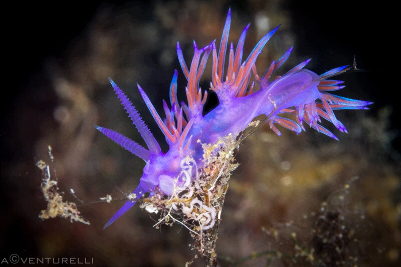 Nudibranch Flabellina_2022
(Canon100,1/250,f22,iso400) by Antonio Venturelli 