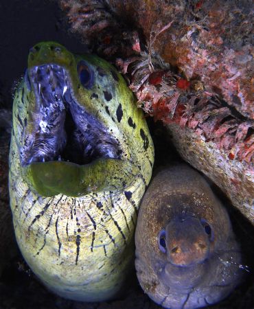 Morays - The one in the bottom right looks so dumb by com... by John M Akar 