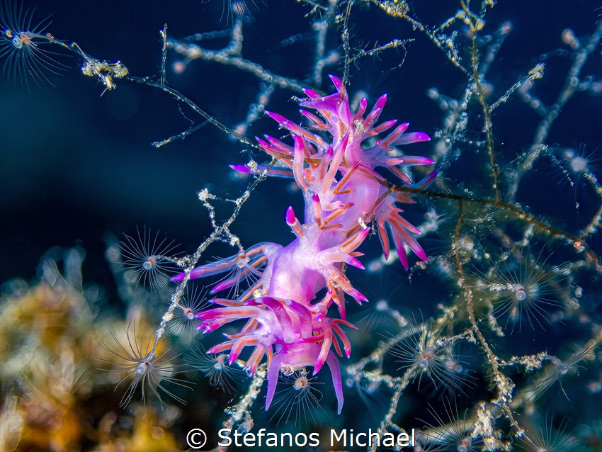 Aeolid Nudibranch - Flabellina affinis by Stefanos Michael 