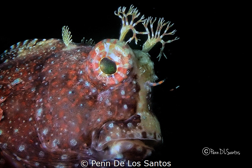 Starry blenny by Penn De Los Santos 