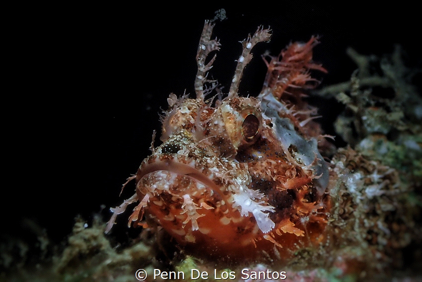 Scorpionfish by Penn De Los Santos 