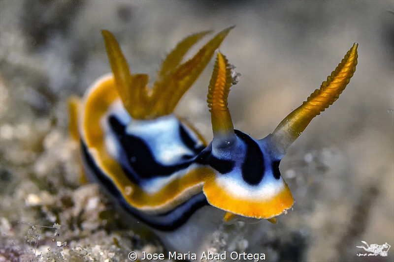 Chromodoris annae nudibranch by Jose Maria Abad Ortega 