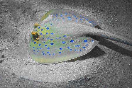 Blue spotted Ray taken in the Red sea - experimented with... by Malcolm Nimmo 