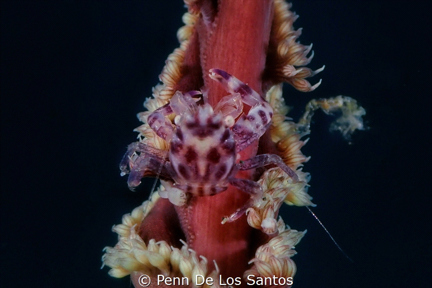 Porcelain crab on a sea pen by Penn De Los Santos 