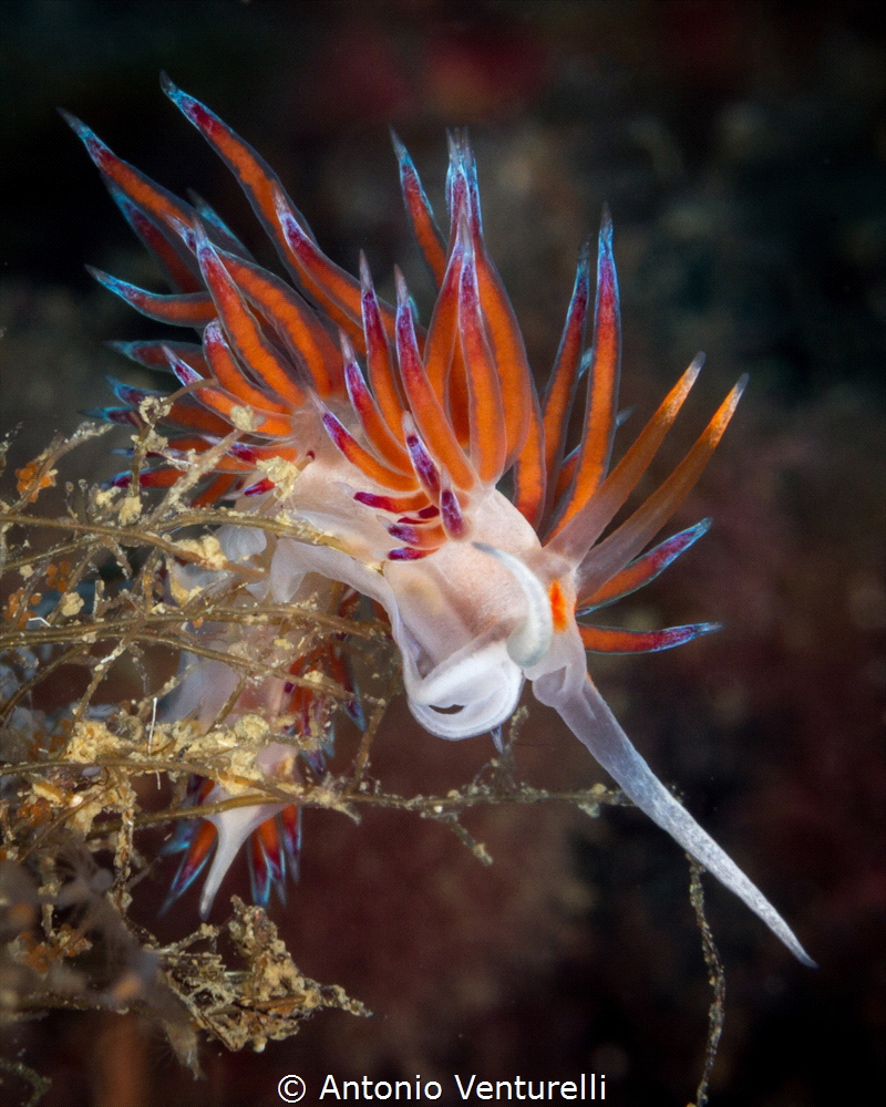 Cratena nudibranch_2022
(Canon100,1/250,f22,iso400) by Antonio Venturelli 