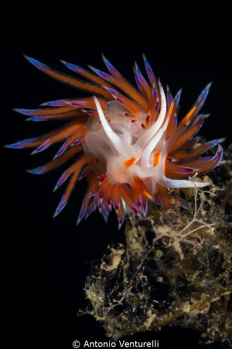 Cratena nudibranch mating_2022
(Canon100,1/200,f20,iso100) by Antonio Venturelli 