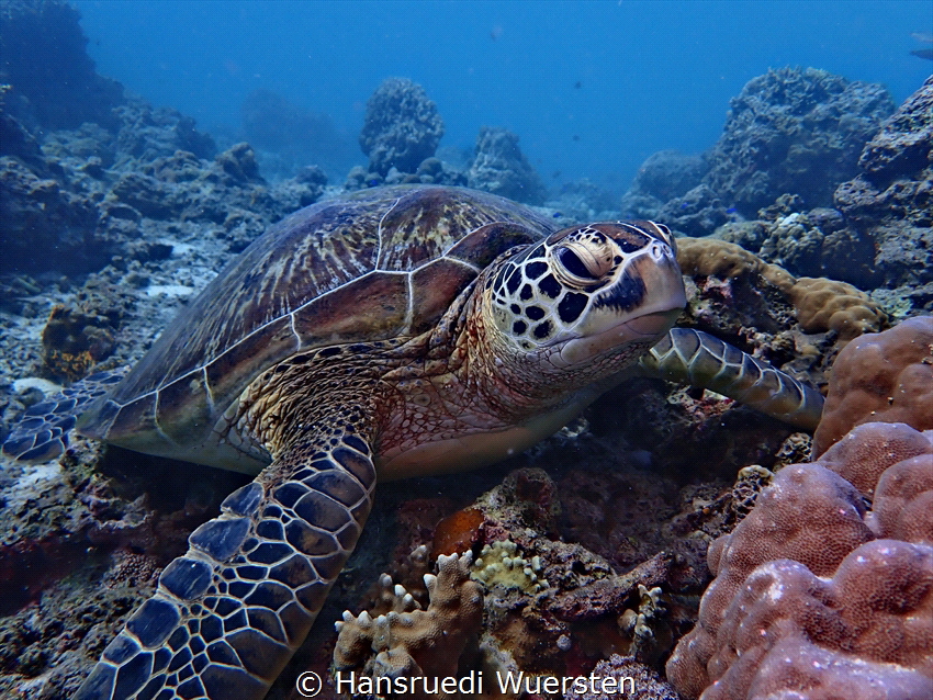 Green turtle by Hansruedi Wuersten 