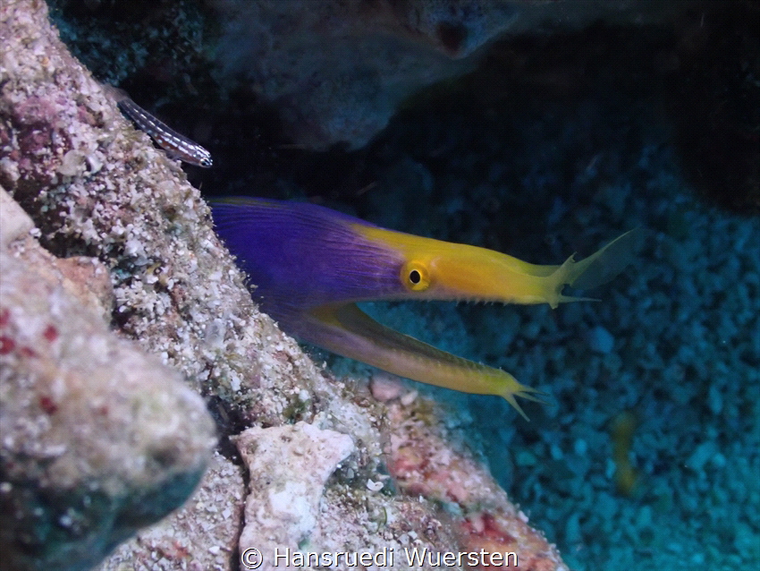 Ghost moray eel by Hansruedi Wuersten 