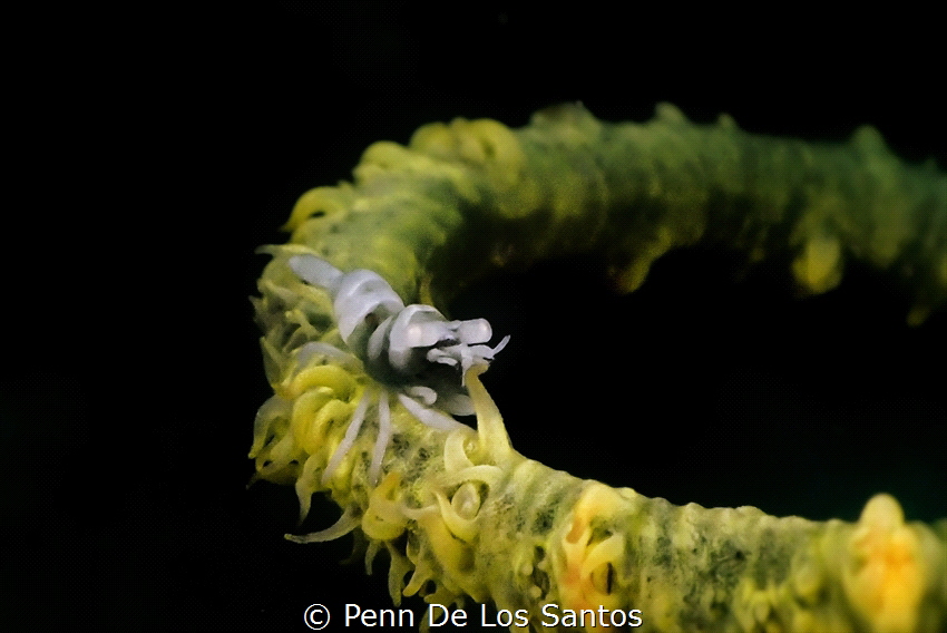 Shrimp on whip coral by Penn De Los Santos 