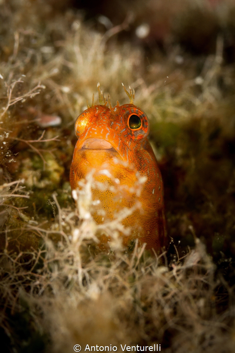 Parablennius pilicornis_2022
(Canon 100,1/250,f11,iso100) by Antonio Venturelli 