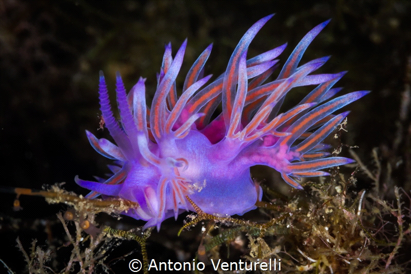 Flabellina affinis_2022
(Canon100,1/250,f22,iso400) by Antonio Venturelli 