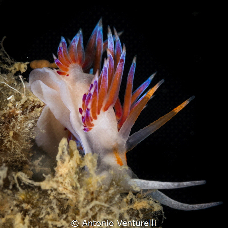 Cratena nudibranch_2022
(Canon100,1/250,f22,iso400) by Antonio Venturelli 