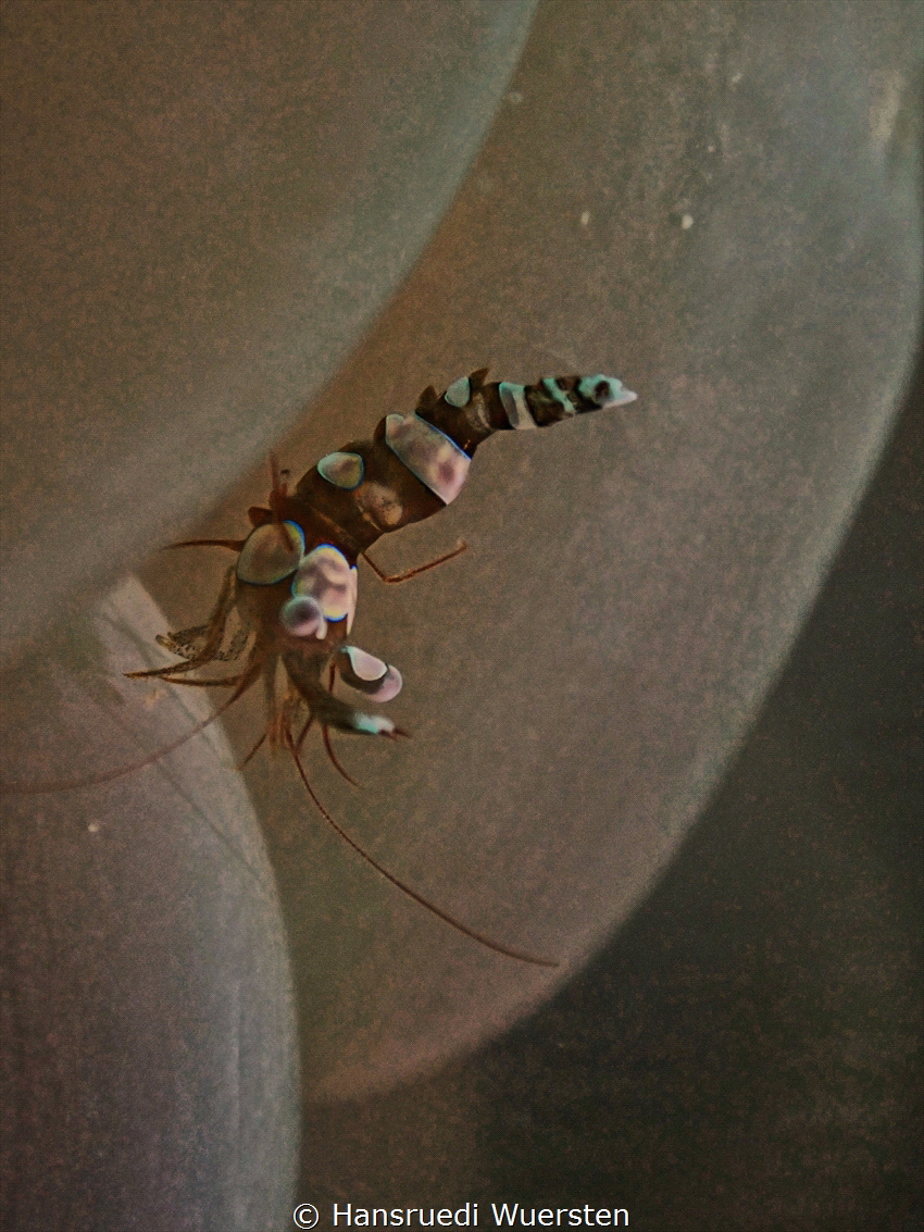 Sexy Shrimp Thor amboinensis on bubbel coral by Hansruedi Wuersten 