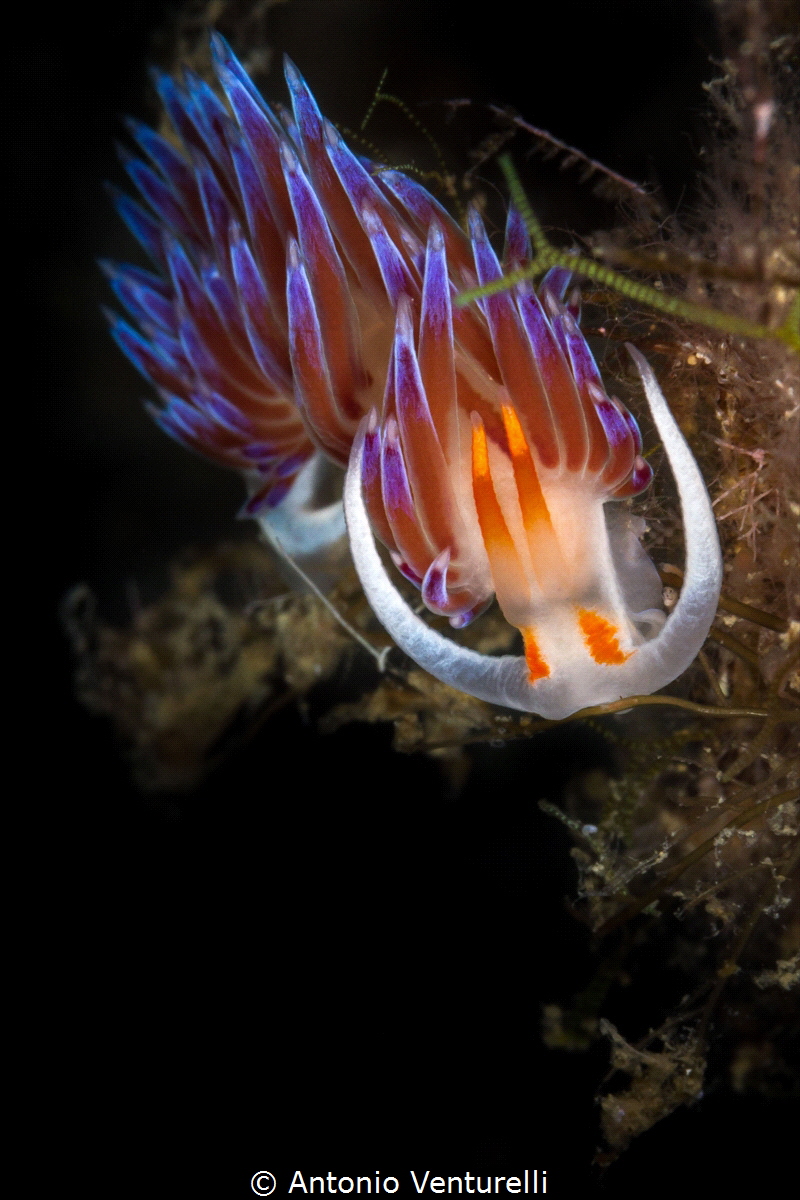 A common cute nudibranch_2022
(Canon100,1/200,f20,iso250) by Antonio Venturelli 