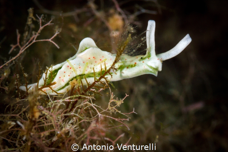 Green Elysia_2022
(Canon100,1/250,f16,iso400) by Antonio Venturelli 