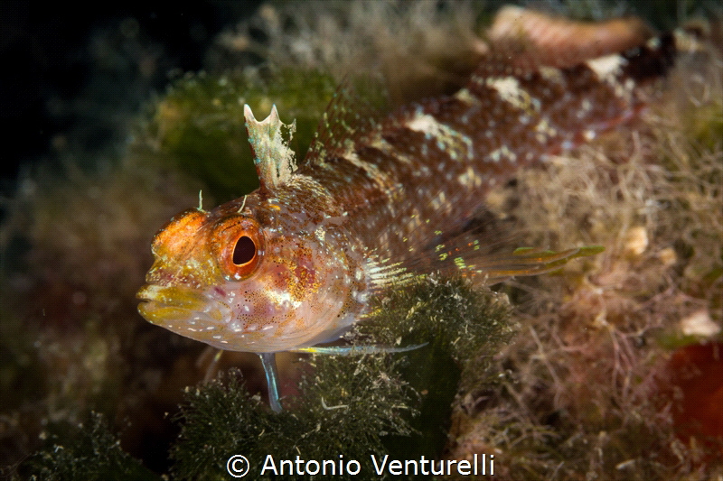 Tripterygion delaisi female_2022
(Canon100,1/250,f14,iso... by Antonio Venturelli 