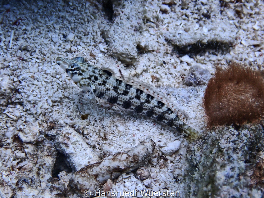 Weever fish have venomous spines by Hansruedi Wuersten 