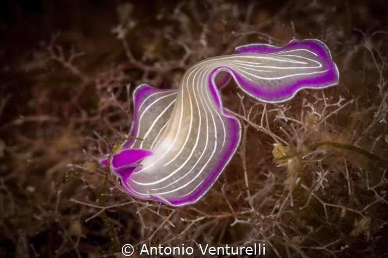 Pink flatworm ( Prostheceraeus roseus)of Mediterranean se... by Antonio Venturelli 
