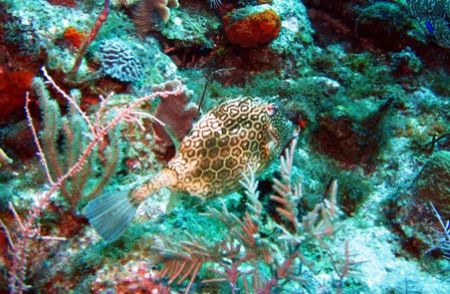 Photo taken August 12, 2006 at East end of Grand Cayman u... by Bonnie Conley 