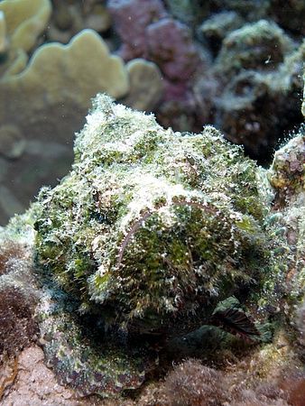 Taken at Sharksbay with Olympus SP350. by Anel Van Veelen 