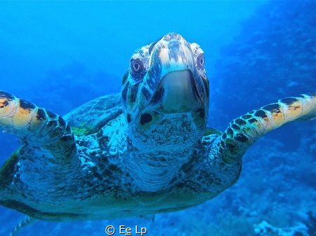 This lovely creature came right at us and showed interest... by E&e Lp 