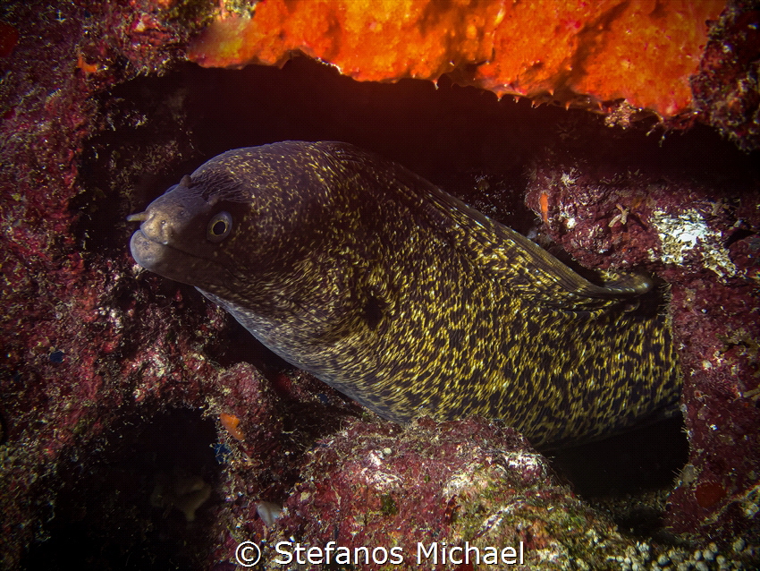 Mediterranean Moray - Muraena helena by Stefanos Michael 