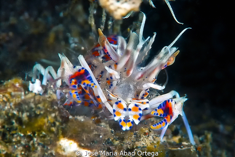 Tiger Shrimp by Jose Maria Abad Ortega 