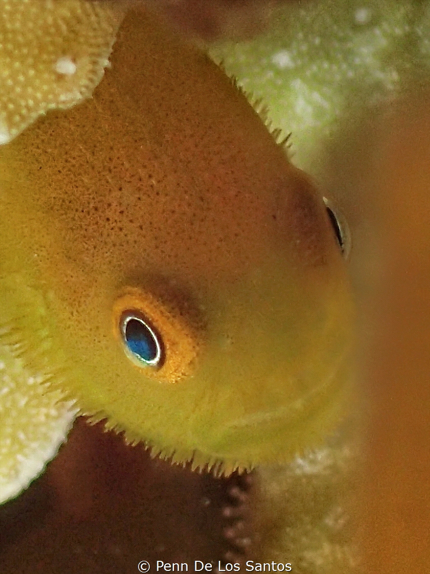 Yellow bearded Goby by Penn De Los Santos 