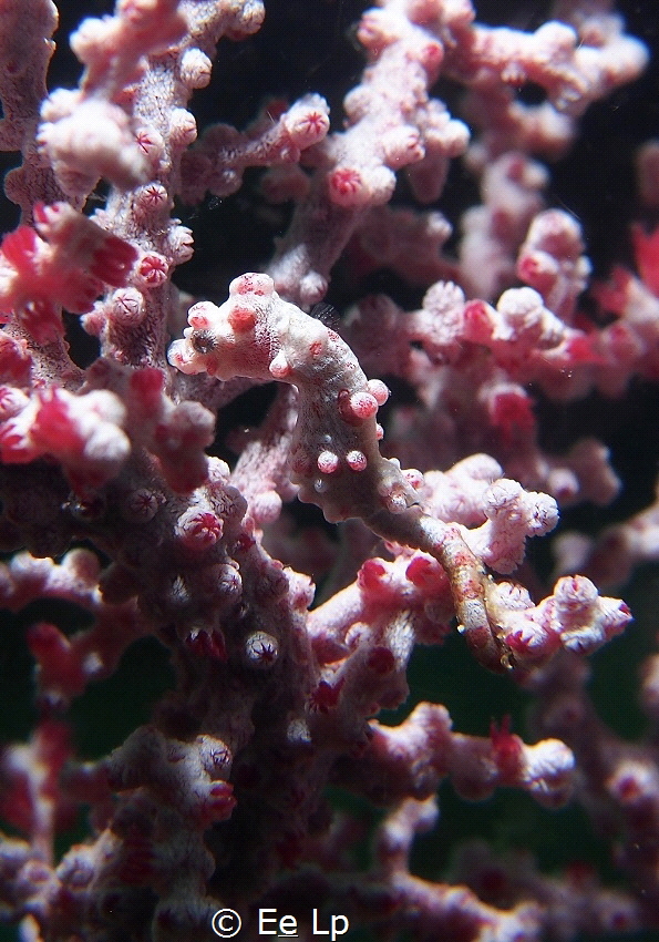 Shot in Anilao. Main lighting comes from my buddy's torch... by E&e Lp 