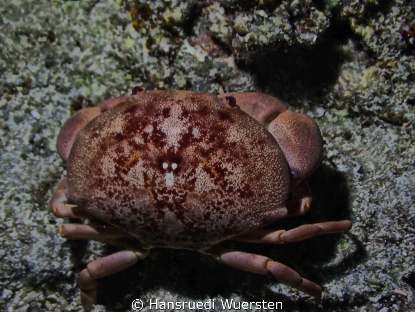 Box Crab Calappa calappa by Hansruedi Wuersten 