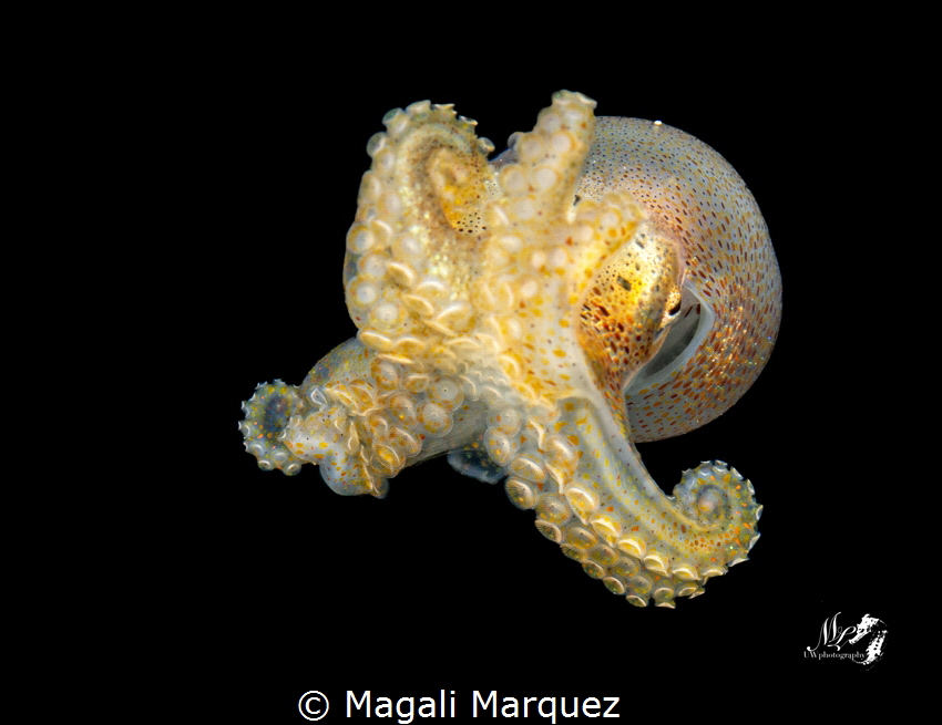 Bonfire diving 
Aguadilla Puerto Rico by Magali Marquez 